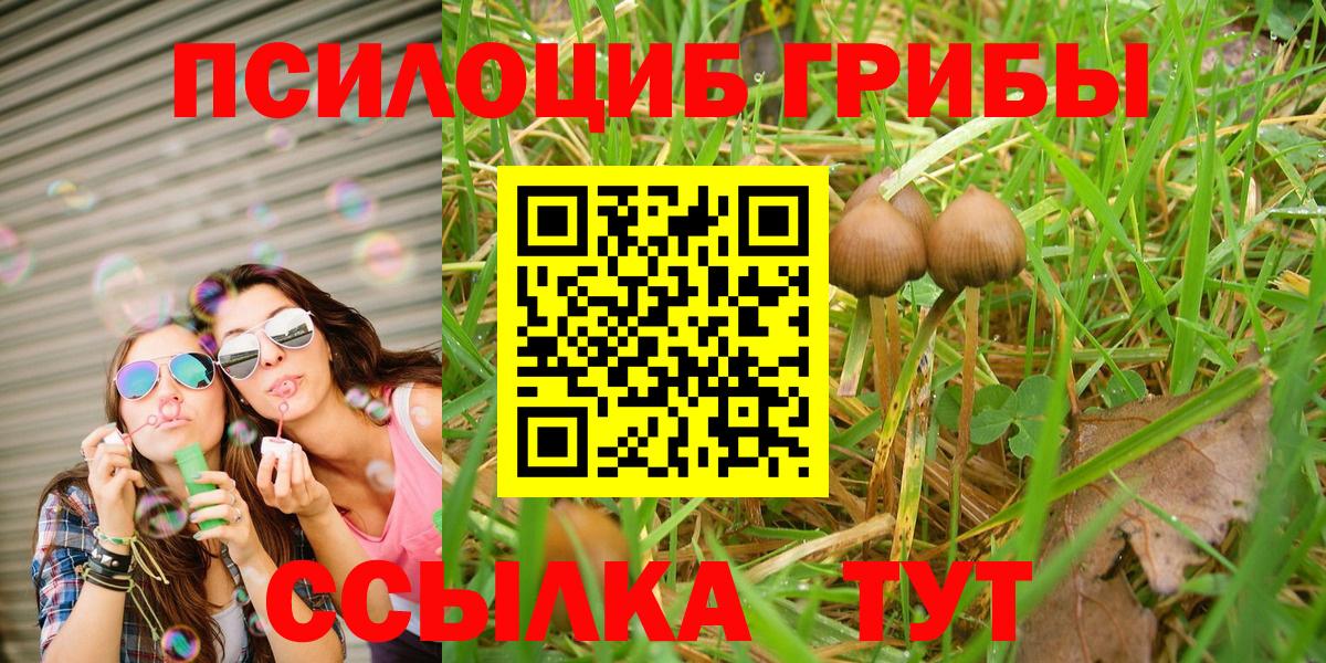 Галлюциногенные грибы Psilocybe Мценск