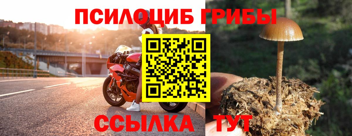 где купить наркоту  Вход с VPN  Мценск  Галлюциногенные грибы Psilocybine cubensis 